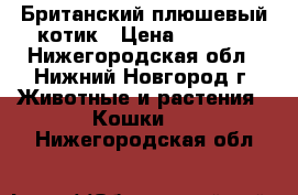 Британский плюшевый котик › Цена ­ 3 000 - Нижегородская обл., Нижний Новгород г. Животные и растения » Кошки   . Нижегородская обл.